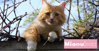 Résiliation Miaoubox, l’arrêt de la box surprise pour les chats