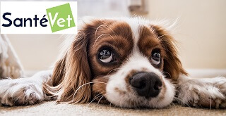 Comment résilier une assurance santé pour animaux SantéVet ?