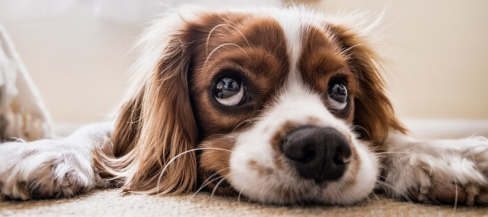 Lettre Résiliation - Résilier une assurance santé pour animaux SantéVet ?