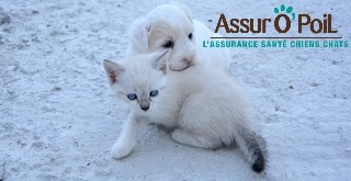 Comment résilier la mutuelle pour animaux Assur O'Poil ?