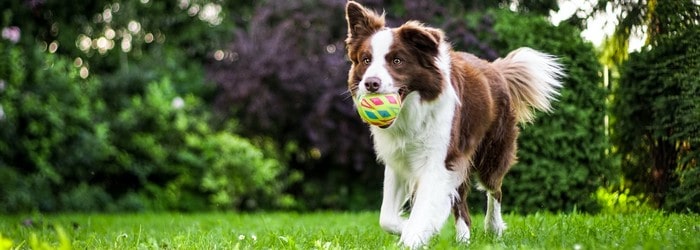 La résiliation d'une mutuelle animaux Bulle Bleue