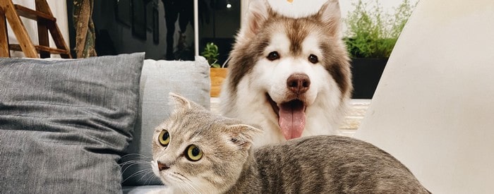 resilier une mutuelle animaux fidanimo