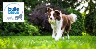 Comment résilier une mutuelle pour animaux Bulle Bleue ?