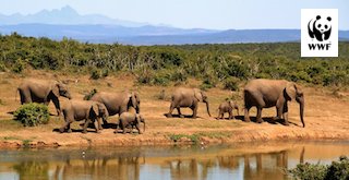 La résiliation de dons à WWF