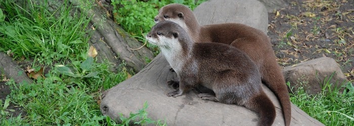 Deux loutres sur un rocher entouré d'herbe