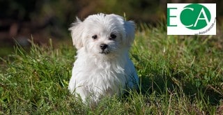 Comment résilier une mutuelle animaux ECA ?