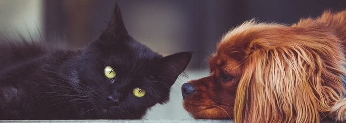 Chat et chien - résilier ses dons à la SPA